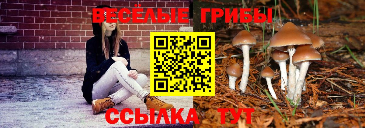 Псилоцибиновые грибы Cubensis Дербент